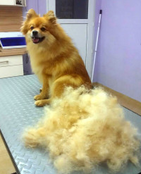 Hunde-Friseur-Salon.jpg